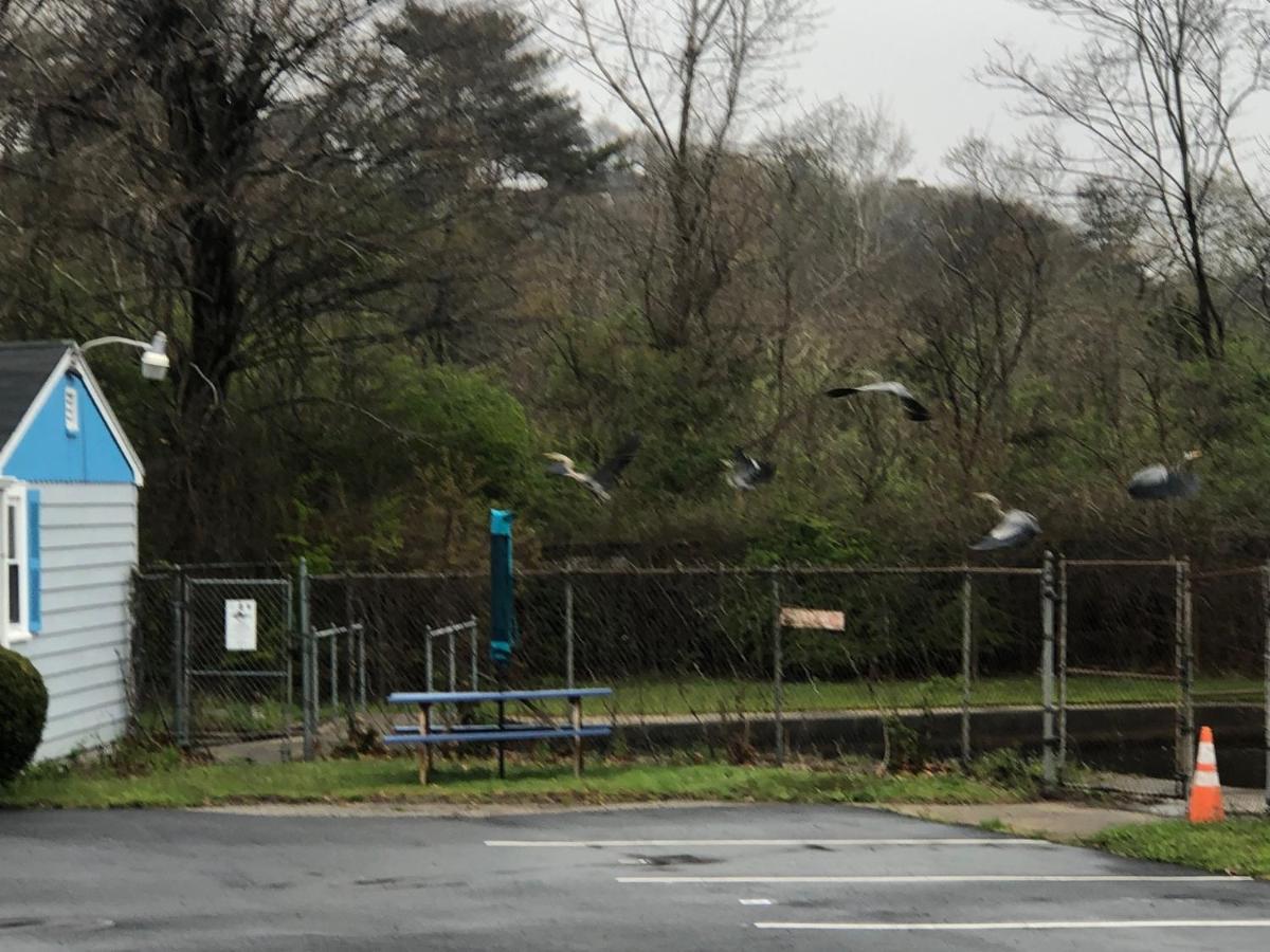 Herring Run Motel&Tiny Cabins Bourne Extérieur photo